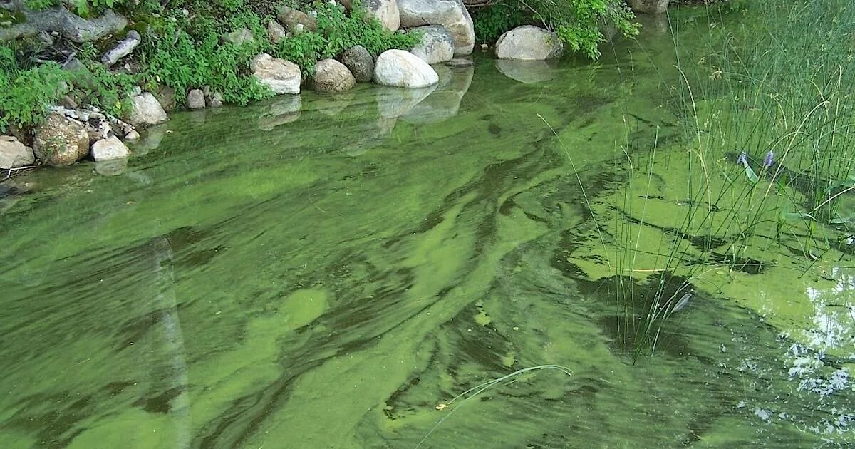Цветет вода что делать. Цветение воды цианобактерии. Цианобактерии водоросли. Цианобактерии сине-зеленые водоросли. Цианобактерии в водоеме.