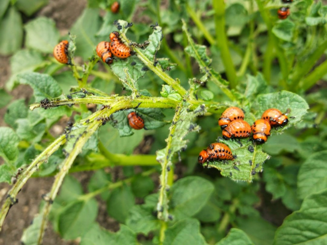 Колорадский жук атакует посадки в Волховском районе