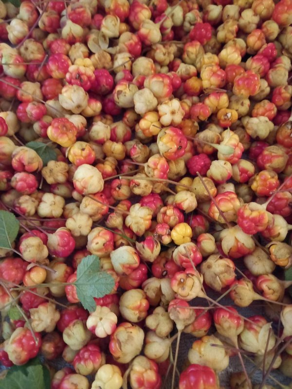 В Волховском районе в этом году отличный урожай вкуснейшей ягоды — морошки