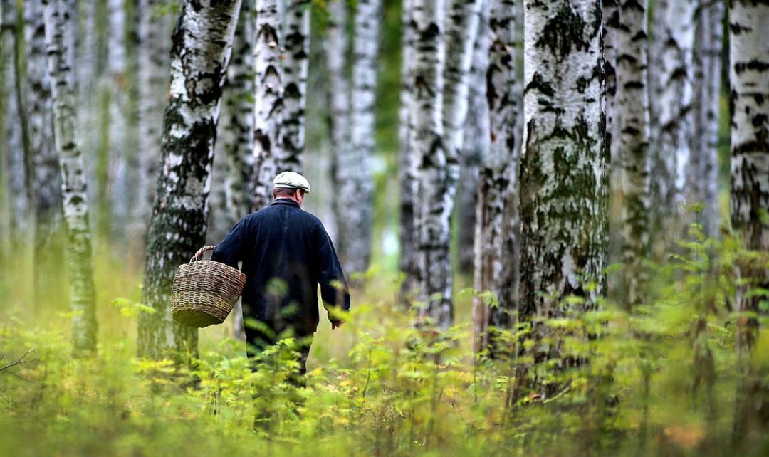 В Волховском районе грибник заблудился в лесу