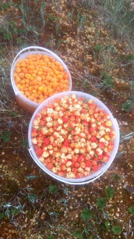 В Волховском районе в этом году отличный урожай вкуснейшей ягоды — морошки