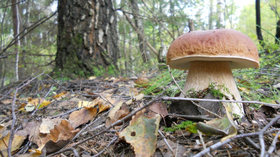 Лосиные блохи портят жизнь грибников в Ленинградской области